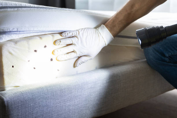 Best Rat Extermination Near Me  in Mount Pocono, PA