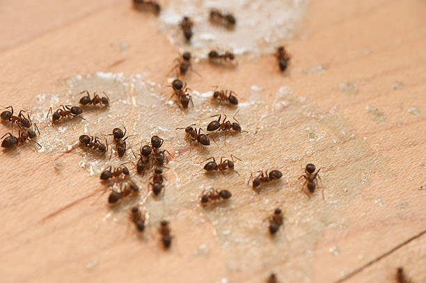 Trusted Mount Pocono, PA Pest Control Experts